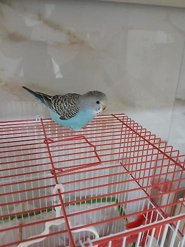 Papuqaylarin hər biri 10 manat.Sumqayit şəh