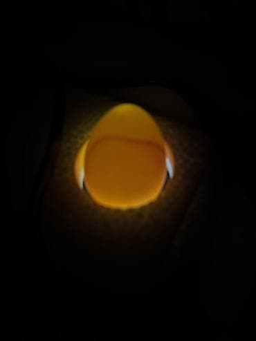 Yumurta: Mayalı təzə yığılmış kəklik və sesar(firəng) yumurtaları. Sesar — 2