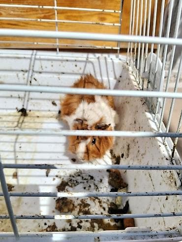 col dovsani satilir: Ev heyvanı – Qvineya donuzu (kavia) - Növ: Qvineya donuzu - Rəng — 4