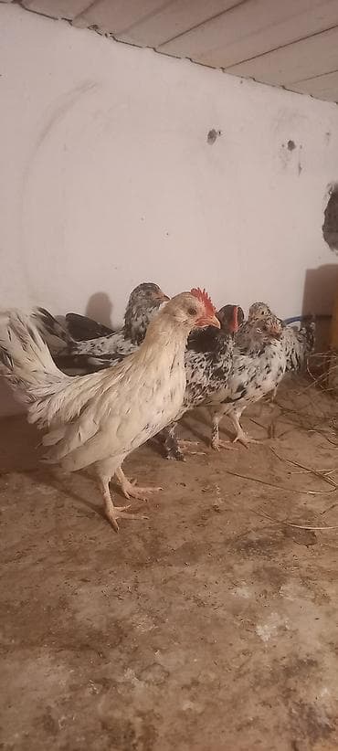 клетки для кур несушек купить в бишкеке: Куриные цыплята, Для разведения — 8