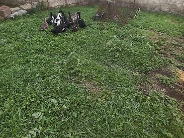 kent cüceleri: Toyuq cücələri, Ətlik — 6