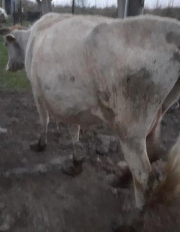 K/t heyvanları və malları: Dişi, Simental, il: 3, 300 kq, Damazlıq, Ödənişli çatdırılma — 1
