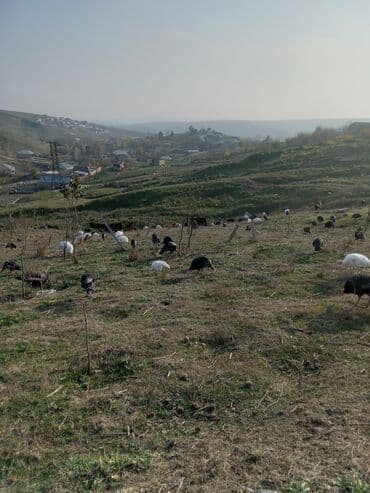 Məhsul: Hinduşka sürüsü Təsvir: - Şəkillərdə ağ və tünd — 14