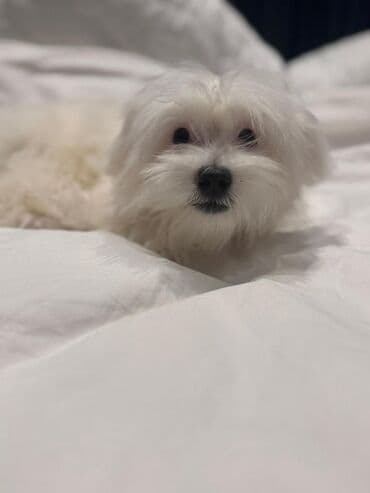 где можно купить собаку мальтипу: Мальтийская болонка, 7 месяцев, Самец, С прививками, Бесплатная доставка — 3