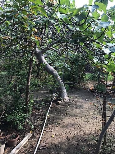 lalafo satılık emlak: Məhsul: Meyvə Bağı (həyətyanı torpaq sahəsi) Təsvir: - Yaşıl, kollu — 3