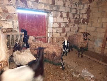 sort keçi: Dişi, il: 1, 20 kq, Damazlıq, Ünvandan götürmə, Ödənişli çatdırılma — 8