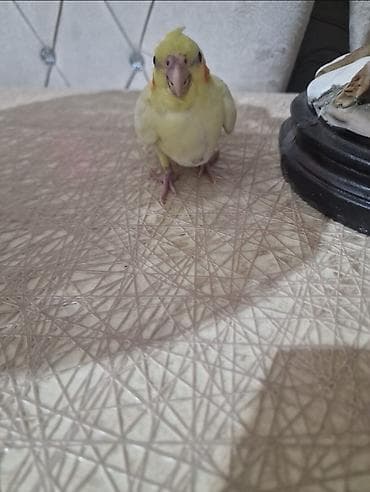 amadin quşu: Nymph paraket (cockatiel) – sarı-ağ rəng çaları, yanaqlarda narıncı — 2
