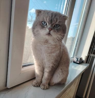 Şotland yastı qulaq, Erkək, Cütləşmə üçün, Ödənişli çatdırılma — 3