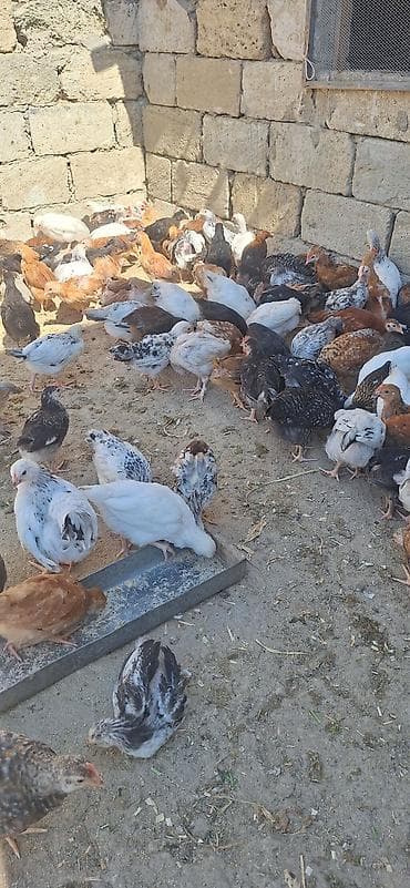 cucə yuvası: Toyuq cücələri, Damazlıq — 3