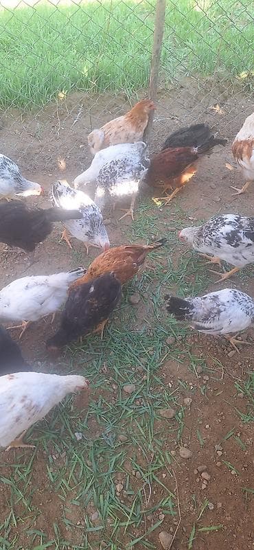 С/х животные и товары: Сhicks, Для мяса — 5