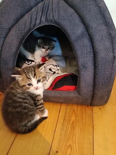 где можно купить котенка: В добрые руки — 5