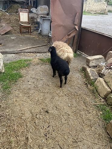 Tecli satlırrr ana bala