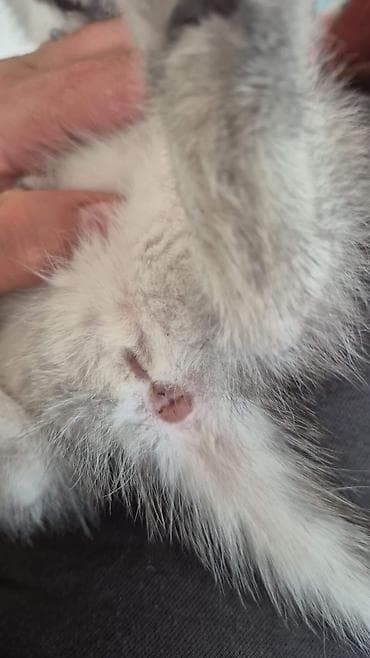 van pişik: Şotland — 5