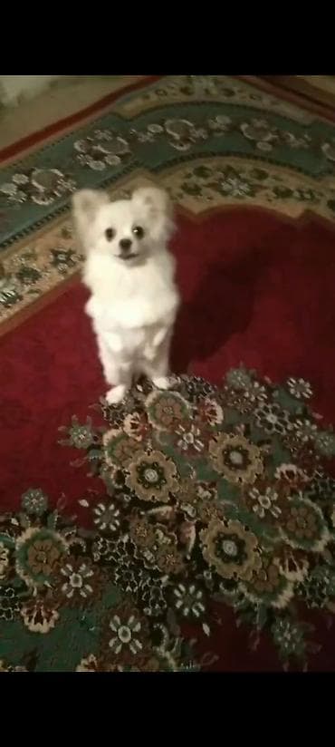 balaca pisik satisi: Şpitz, Peyvəndli — 1