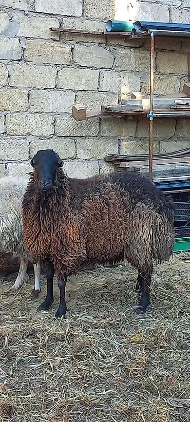 Qoyunlar, qoçlar: Erkək, il: 2, Damazlıq, Ünvandan götürmə — 2