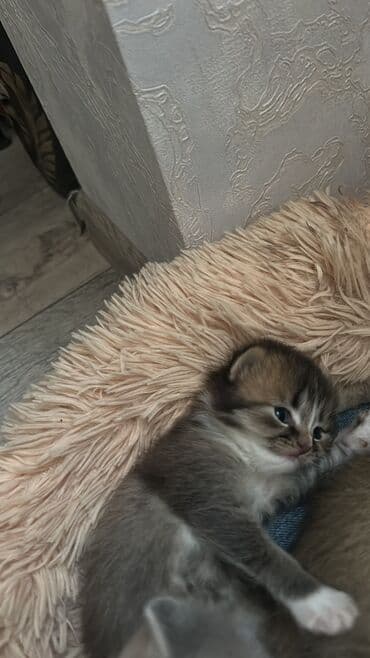 купить сибирского котёнка: Золотая шиншилла, Самка, Самец, В добрые руки, Самовывоз — 2