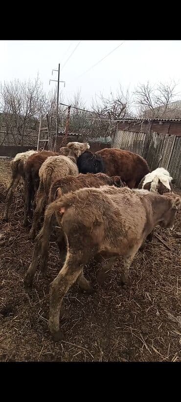 ZİL: Dana, buzov, Erkək, ay: 1, 85 kq, Ətlik, Ünvandan götürmə — 3