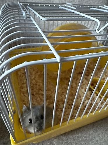 cuce qefesi: Kiçik heyvan dəsti – cüce hamster və qəfəsi - Növ: cüce hamster (boz — 3