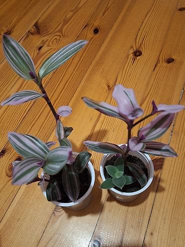 bitki guli: Daxili dekor üçün 3 ədəd saksı bitkisi dəsti - Syngonium podophyllum — 4