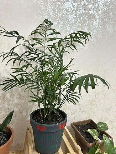 Otaq bitkiləri kolleksiyası – dekorativ saksılarla - Chamaedorea