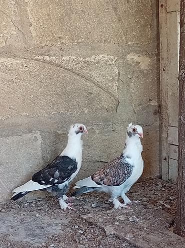 karella quş: Cüt bəzək göyərçini Salam bu Hunkariler satilir tay balaridi qiymet — 3