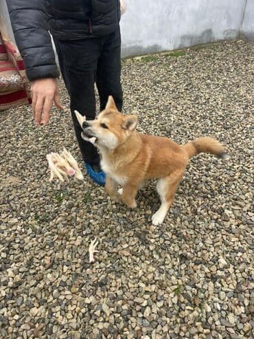 Akita-inu, 3 ay, Erkek, Pulsuz çatdırılma