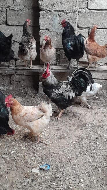 memar canlılar arı pətəyi: Yerli təsərrüfatdan müxtəlif cinsli ev toyuqları və xoruzlar - — 5