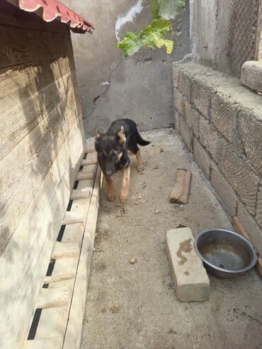bakıda it satışı: 4 ay, Dişi, Ünvandan götürmə — 3