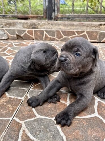 кане корсо цена: Kane-Korso — 13