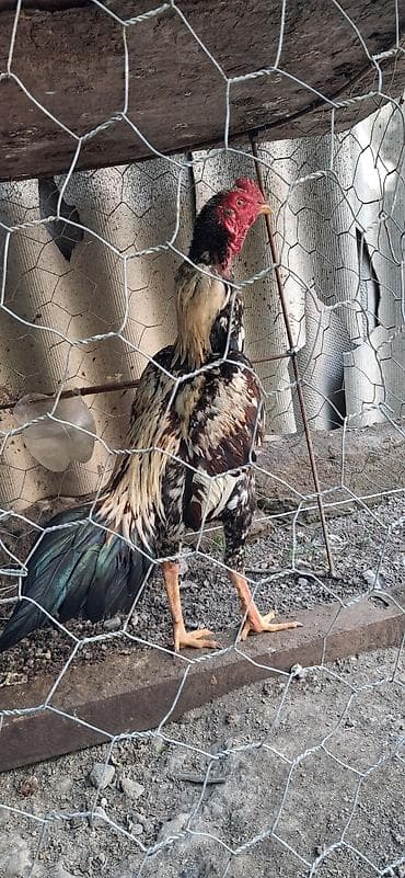 Heyratı beçə satılır 9 aylıqdı tayına boyna beçə gətir yoxla al cinsi