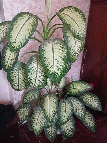 Dieffenbachia (tropik dekorativ otaq bitkisi) - Növ: Dieffenbachia lalafo.az -da Dieffenbachia (tropik dekorativ otaq bitkisi) - Növ: Dieffenbachia