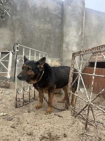 Pişiklər: Alman çoban iti, 2 il, Erkek — 1