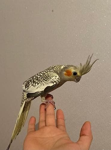 mal qara fermalari: Salam korella ele orgesmis korellardi saglam quslardi damsdirmaq — 2