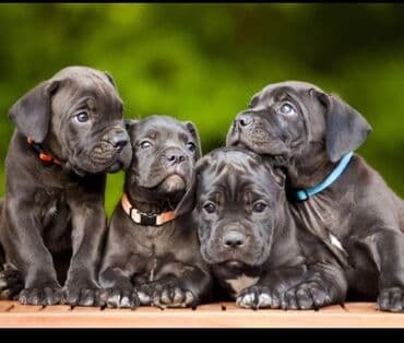 немецкие овчарки щенки купить: Kane-Korso — 2