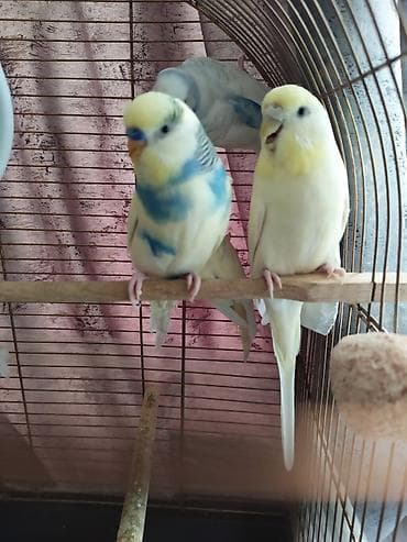 lalafo az quslar: 💛 Muhabbet quşu cütü satılır! ✨ Ana və ata 2 yaşında, tam sağlam və — 1