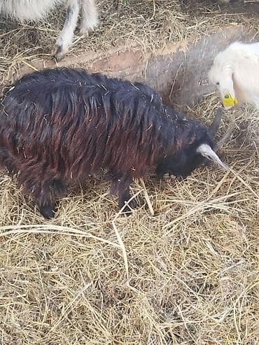 Mal-qara: Salam Erkey çəpislərdi .qiymət ikisinə aiddir. - Növ: yerli uzun — 4