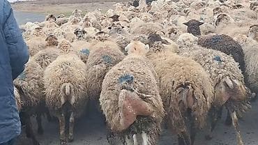 Грызуны: Самка, лет: 1, 50 кг, Для разведения, Самовывоз — 3