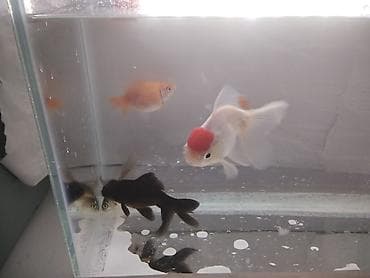 Salam Akvarium ölçüleri 35 uzunlug 15 en 25 hundurluk.akvariumun