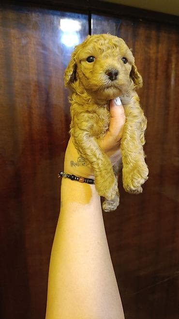 poodle it: 2 ay — 3