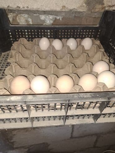 kent toyuq: Toyuq, Damazlıq, Ünvandan götürmə — 5