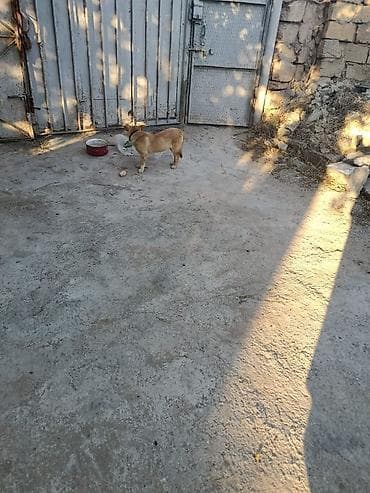 border collie: Diqqət Diqqət, Gözəl Ağıllı dil bilən çox Vəfalı Çoban İtiğ, həyəti — 2