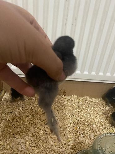 qaz cücesi: Toyuq cücələri, Ətlik — 4