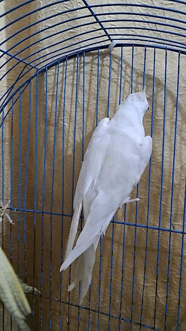 Ağ yanaqsiz karella hazir qizğin erkəkdir 10 ayliq xahiş edirəm fikri