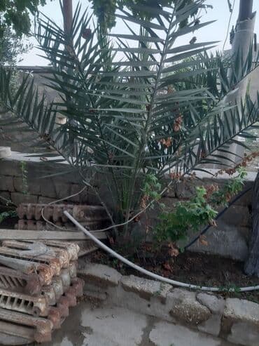 Bitkilər: Böyüklər 1500m balaca 350m — 3