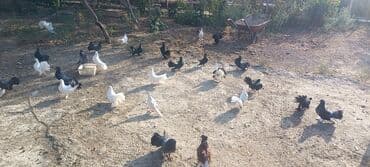 simmental inək satılır: Məhsul: müxtəlif növ ev göyərçinləri Təsvir: - Rənglər: ağ, qara — 4