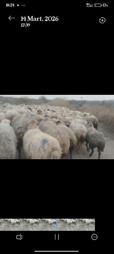 Digər heyvanlar: 650 baş qaradolaq sortu satlır əlaqə nömrəsi 051.749.31.84 — 5