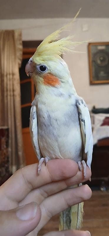 Sultan papuqayı satılır