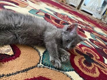 объявление про котят в баку: Самец, В добрые руки — 4