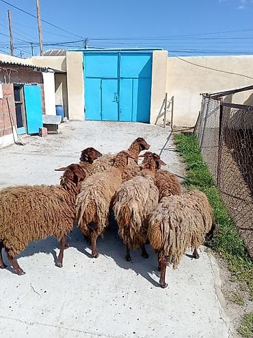 boz kurt sekilleri: Dişi, Qala, il: 1, 50 kq, Damazlıq, Ünvandan götürmə — 4