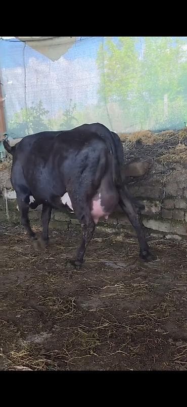 halep kecisi satilir: Inek 1 ci qarin dogub 3 gunluk erkek bala ile satilir sudu her saganda — 8